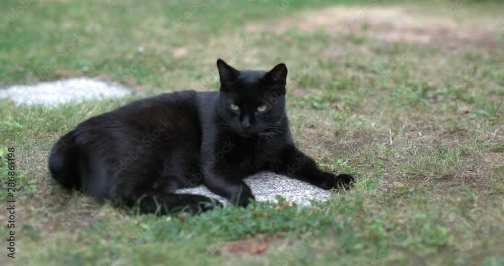 Dark housecat cleaning itself while lying on stone slabs in garde. Beautiful black cat in close up. Dark housecat cleaning itself while lying on stone slabs in garde. Beautiful black cat in close up.