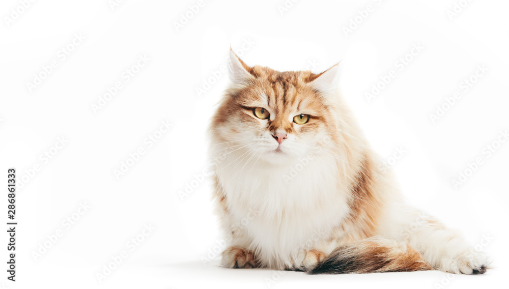Siberian cat portrait on white background.