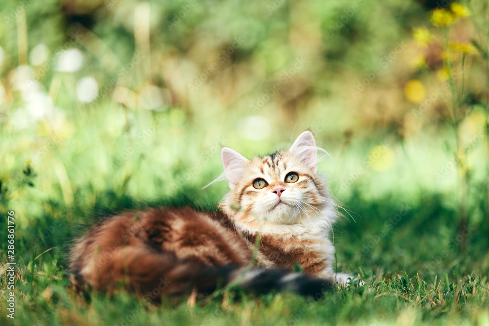 A kitten - Siberian cat portrait in grass