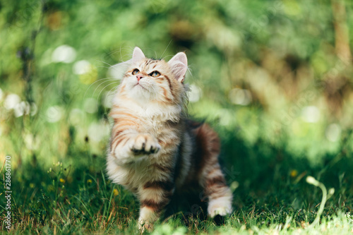 A kitten - Siberian cat playing in grass