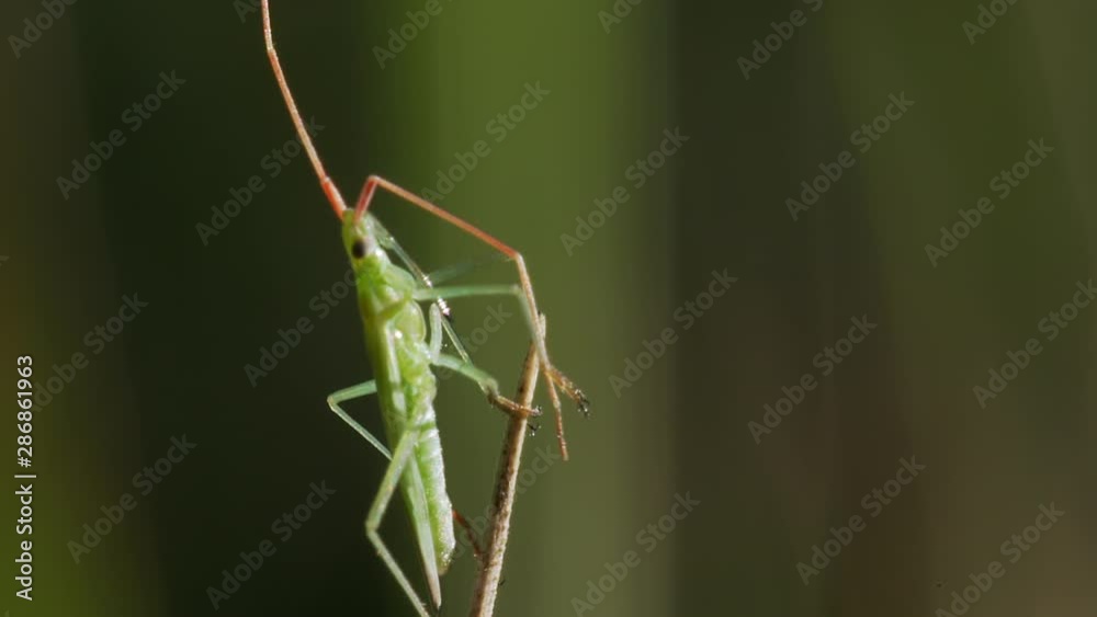 Green Capsid bug (Lygocoris pabulinus) on dry stem preening antennae. Macro shot. Green Capsid bug (Lygocoris pabulinus) on dry stem preening antennae. Macro shot.