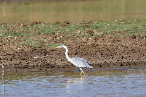 Heron in the Water © Andreas