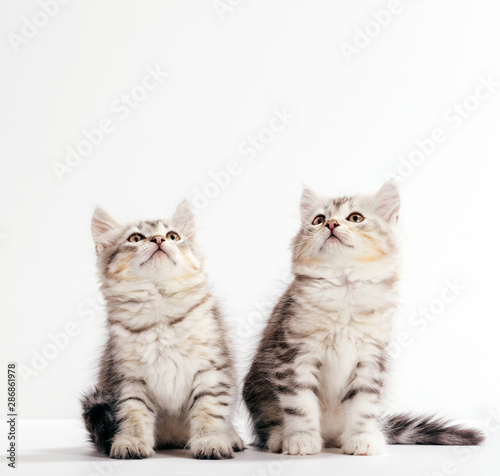 Fototapeta Naklejka Na Ścianę i Meble -  Siberian cats, two kittens from same litter isolated on white