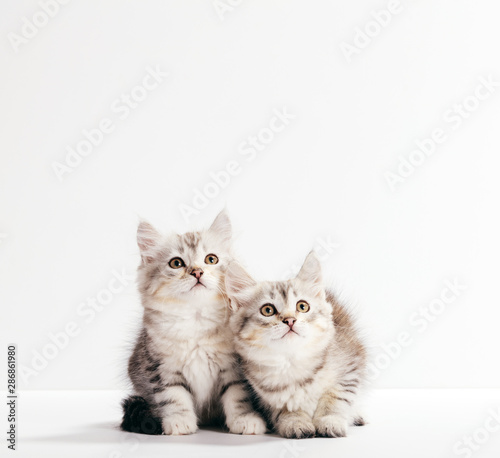 Foto Siberian cats, two kittens from same litter isolated on white