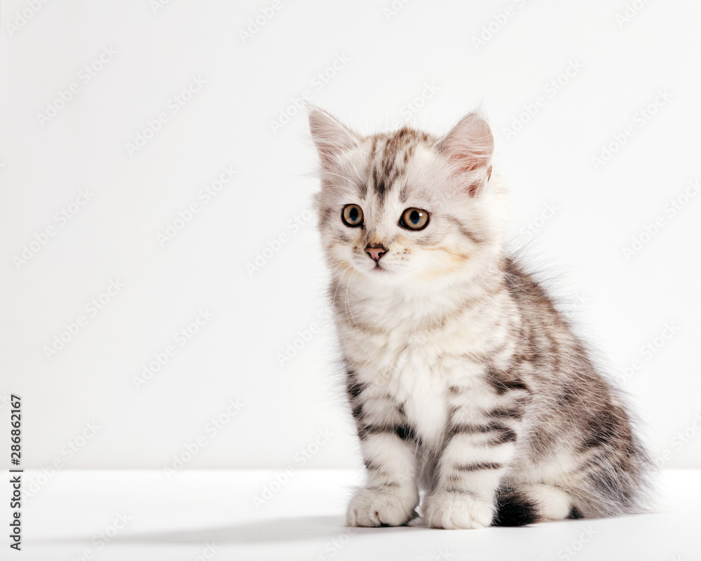 Siberian cat, a kitten portrait on white background.