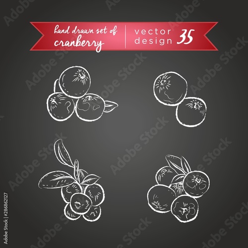 Cranberry Set of sweetness, whole, half and bitten with leaf. Vector illustration. Isolated on blackboard 