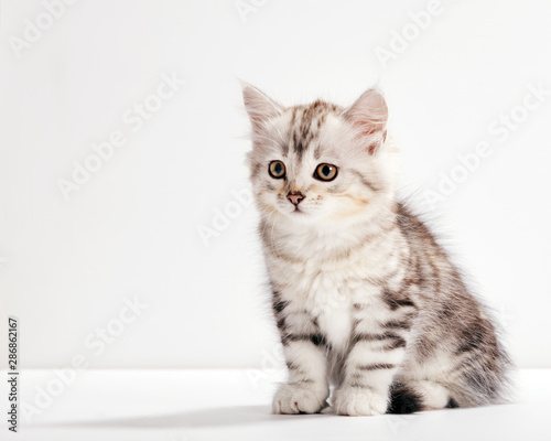Siberian cat, a kitten portrait on white background.