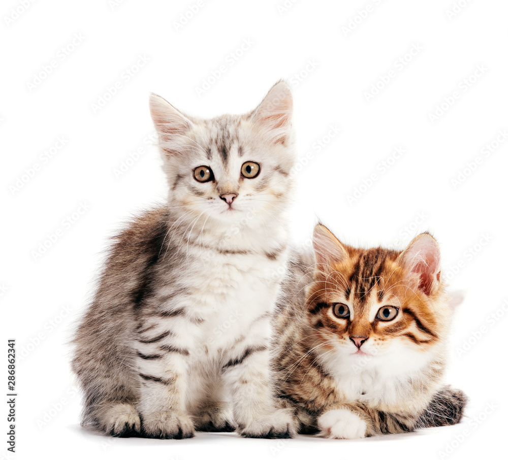 Siberian cats, two kittens from same litter isolated on white Siberian cats, two kittens from same litter isolated on white