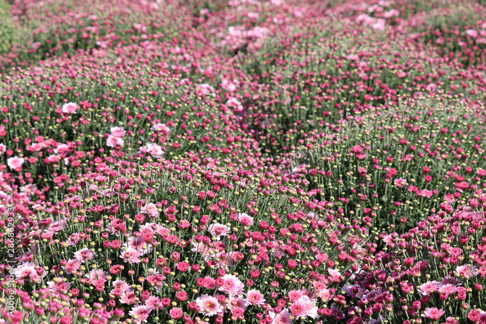 Pink chrysanthemums, colorful field of flowers in sunny day, selective focus. Festive floral background, beautiful pattern, symbol of autumn