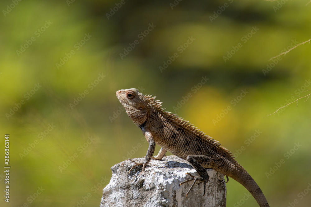 Obraz premium a beautiful portrait of a reptiel