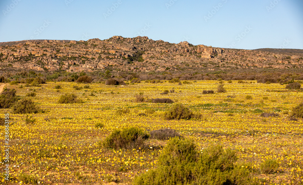 Wild Flowers at the Cederberg Mountains, Western Cape Wild Flowers at the Cederberg Mountains, Western Cape