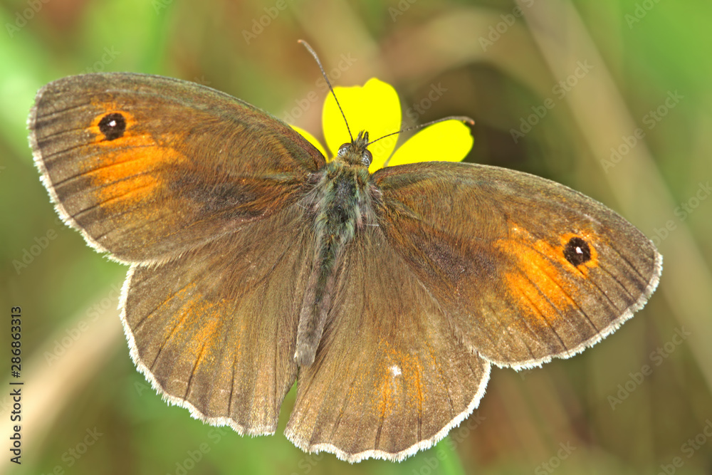 Eastern meadow brown butterfly ; Maniola telmessia Eastern meadow brown butterfly ; Maniola telmessia