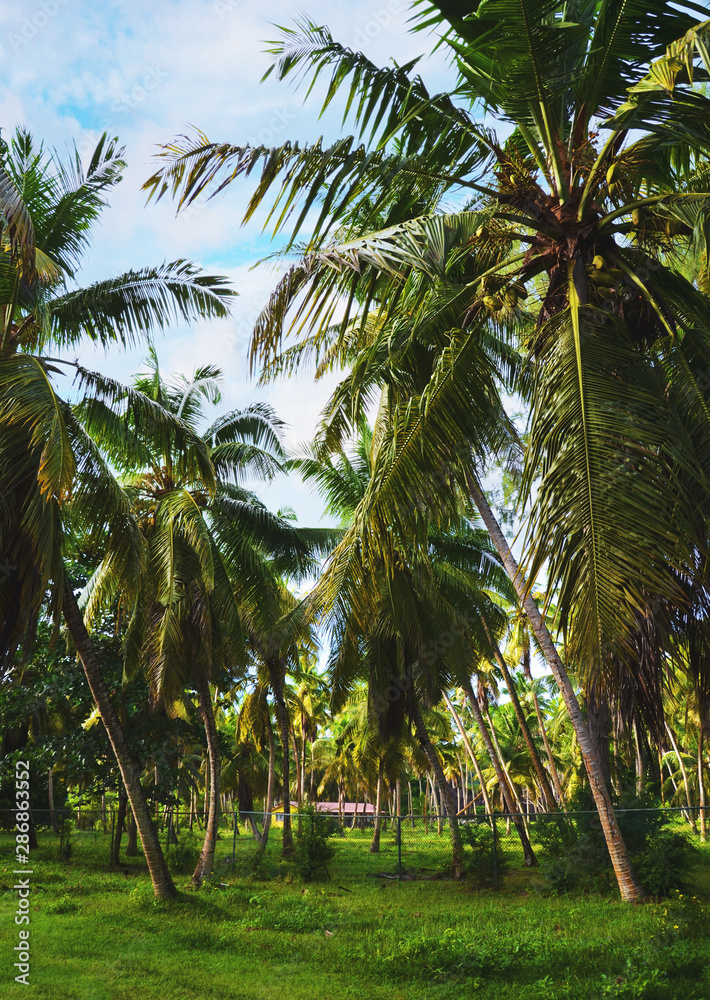 Obraz premium La Digue, Seychelles: Road with Palm Trees and lush green vegetation
