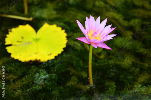 Pink Sacred Lotus blossom blooming on water