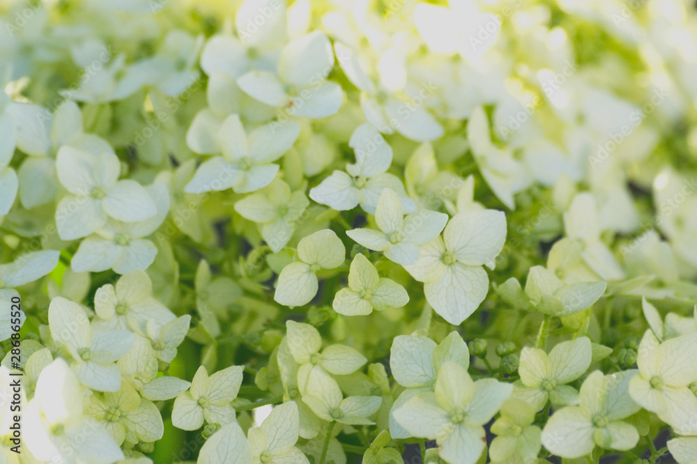 White hydrangea flowers close-up grow in the garden