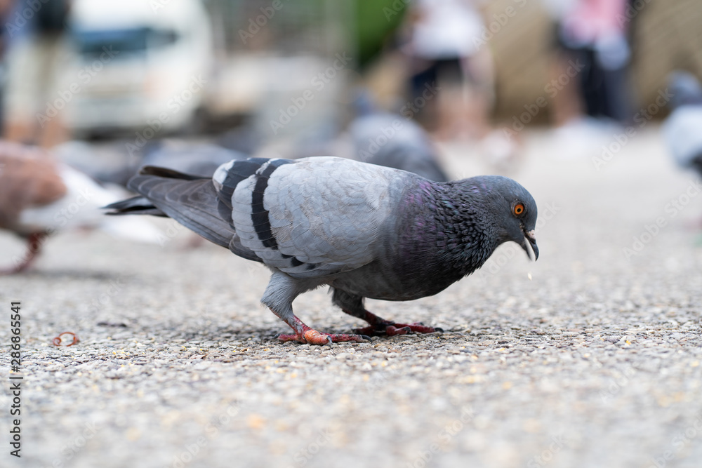 Fototapeta premium Pigeon on the floor looking for some food