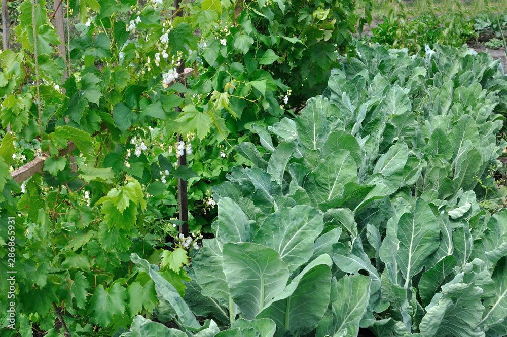 close-up of blooming bean (Phaseolus vulgaris) , grapevine on the vertical support and growing cauliflower in th vegetable garden close-up of blooming bean (Phaseolus vulgaris) , grapevine on the vertical support and growing cauliflower in th vegetable garden