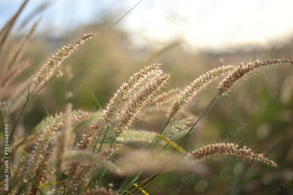 ears of wheat in the field ears of wheat in the field