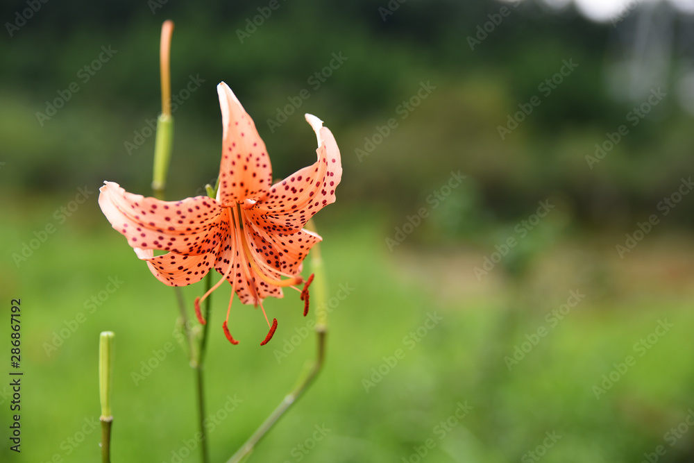 高原に咲くユリの花 高原に咲くユリの花