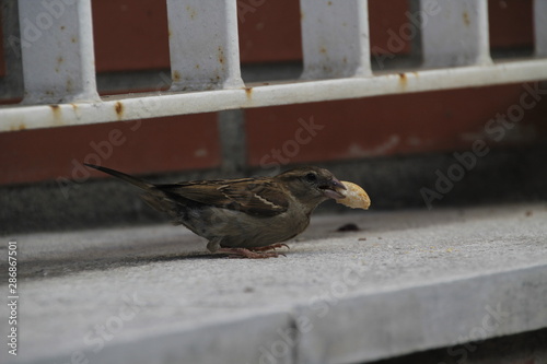 Grey sparrow eating bread