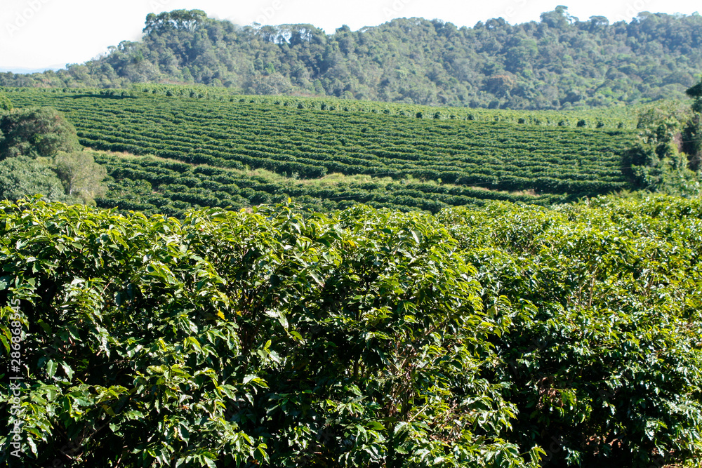 Farm coffee plantation in Brazil
