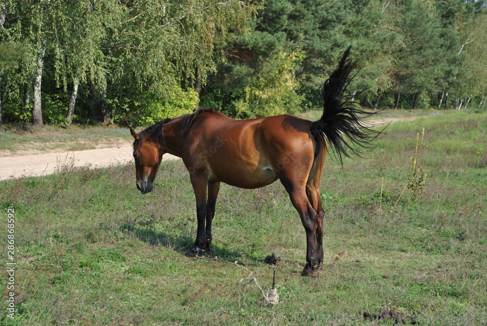 Fototapeta premium horse in the field
