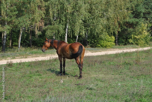 horse in field © Irina