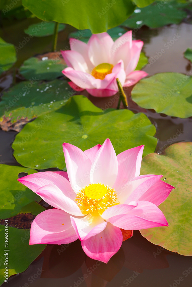 Beautiful pink Lotus flower with green leaves in nature for background Beautiful pink Lotus flower with green leaves in nature for background