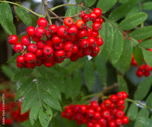 Bright red berries on a rowan tree with green leaves selective focus