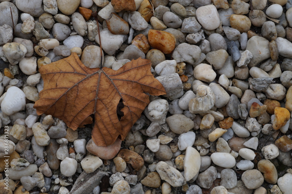 Lonely leaf on rocks at the beach shore Lonely leaf on rocks at the beach shore