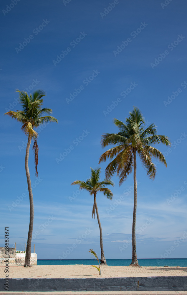 Three palms at the beach shore