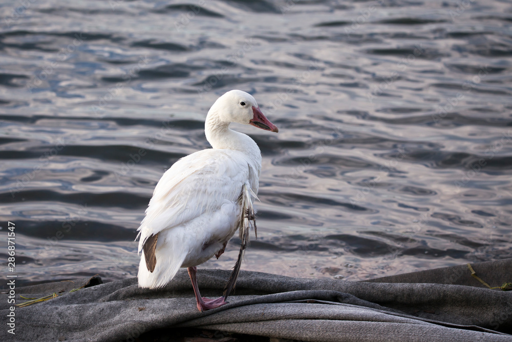 Fototapeta premium Snow goose with injured wing standing on one foot on geotextile membrane close to the St. Lawrence River shore in the late summer, Cap-Rouge area, Quebec City, Quebec, Canada