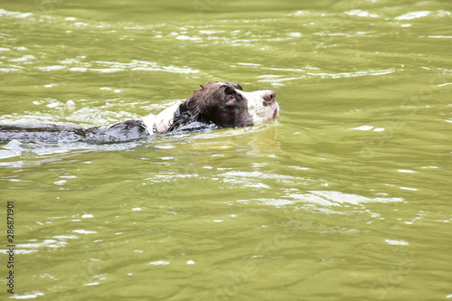 Springer Spaniel dogs swimming in the river