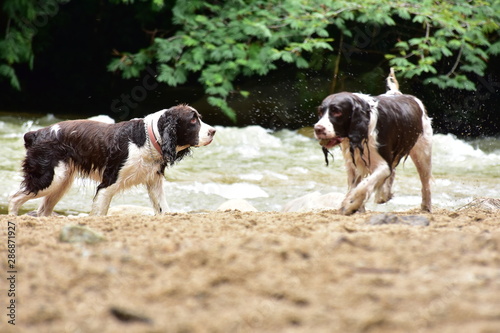 Wall Mural Springer Spaniel dogs playing near a river