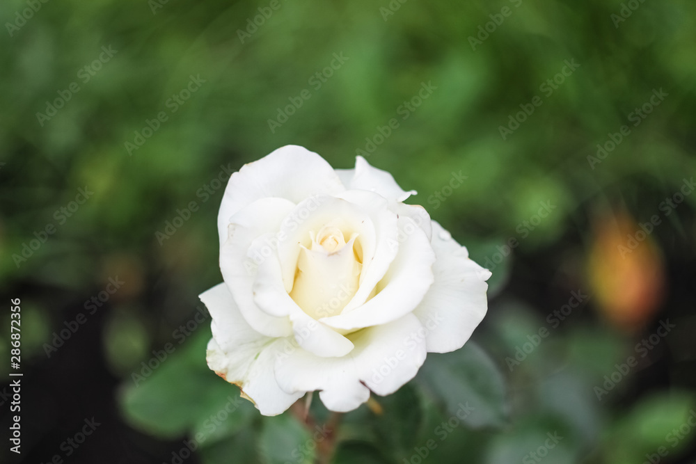 An open white bud of a white rose grows in the garden An open white bud of a white rose grows in the garden