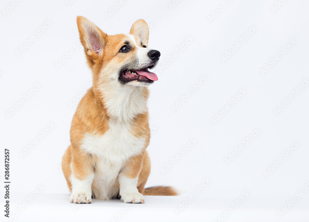 Welsh Corgi puppy in full growth on a white background