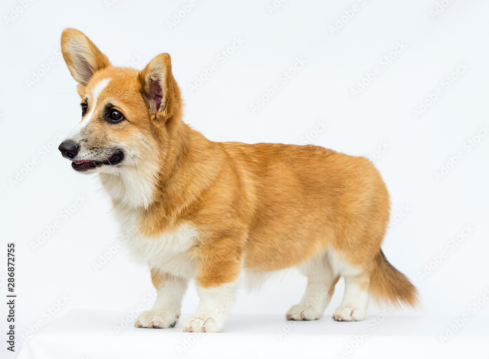 little puppy looks, breed welsh corgi pembroke