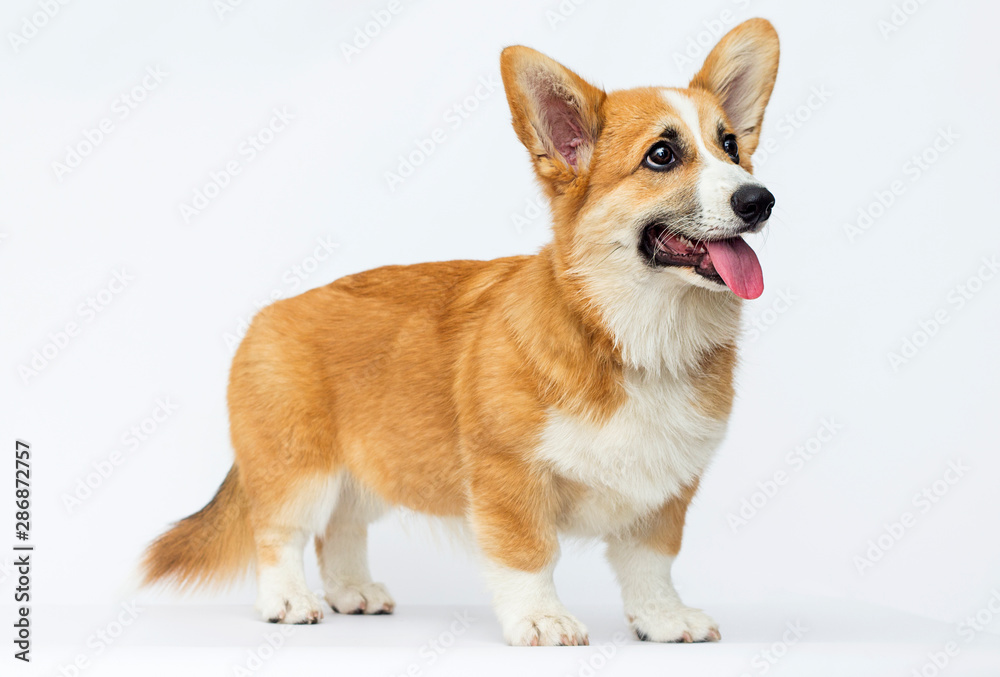 puppy looks, breed welsh corgi pembroke