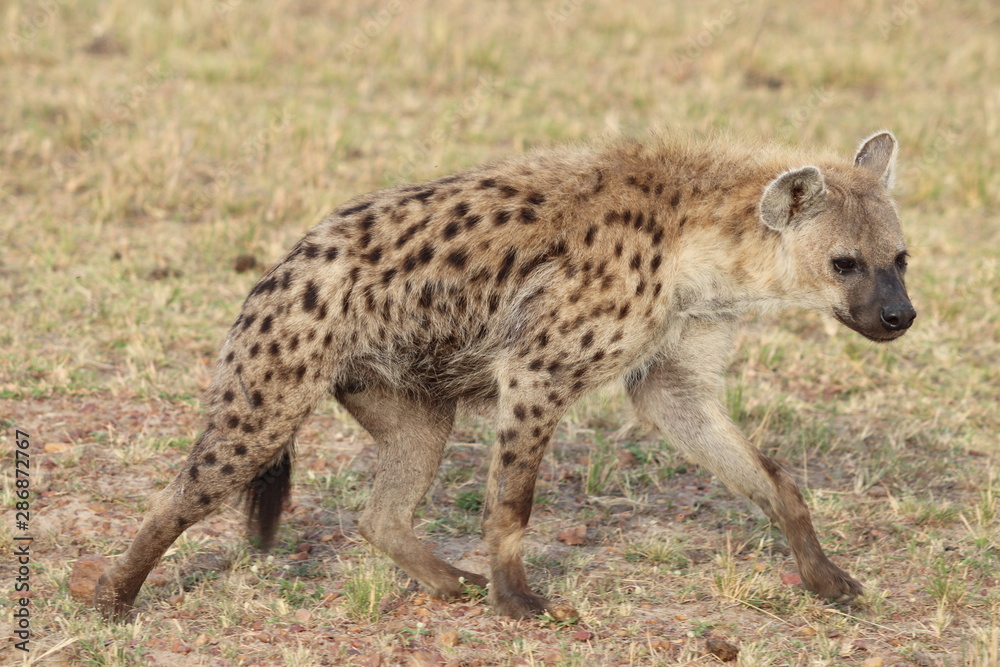 Spotted hyena walking, Masai Mara National park, Kenya. Spotted hyena walking, Masai Mara National park, Kenya.