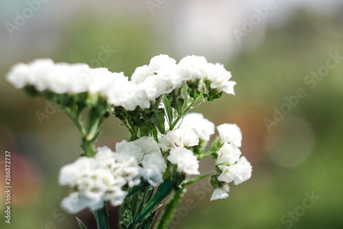Fototapeta Naklejka Na Ścianę i Meble -  White flower dried flower Statice closeup, growing in the garden.