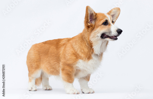 Welsh Corgi puppy in full growth on a white background