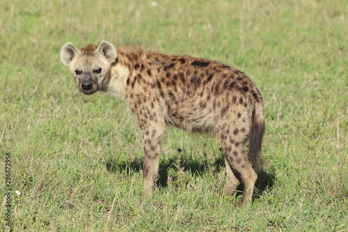 Spotted hyena looking at camera, Masai Mara National Park, Kenya.