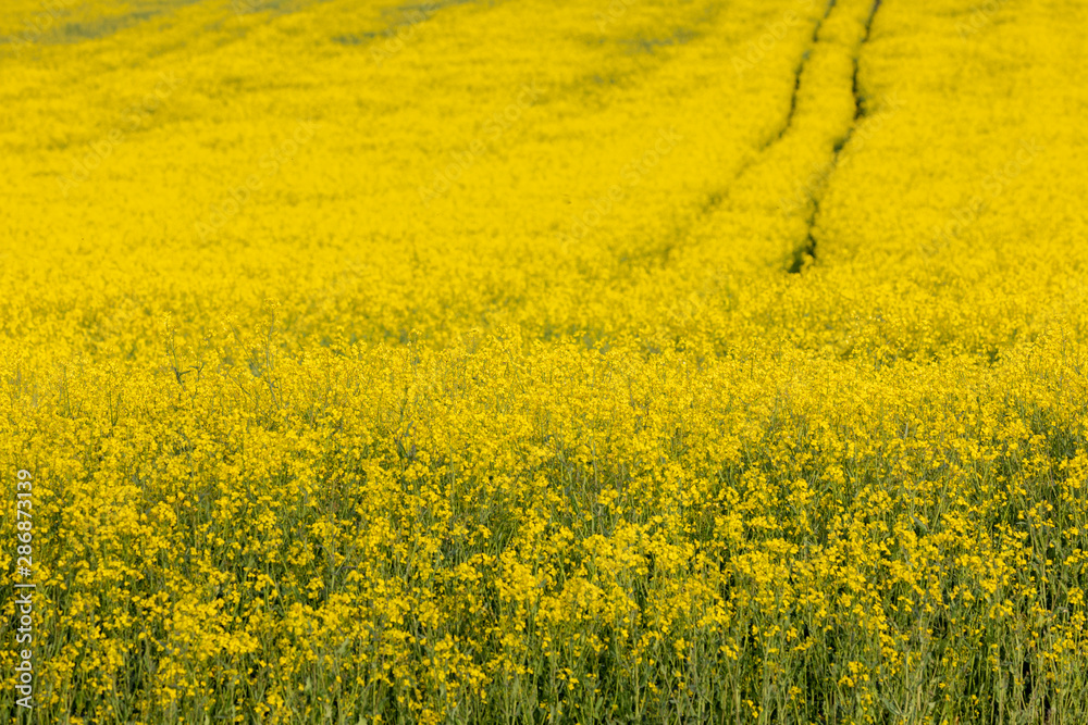 Obraz premium Rapeseed Field in Bloom