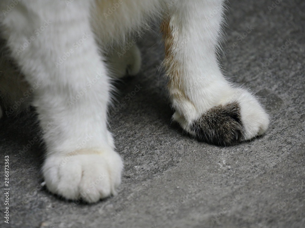 Close up of the paws of one of the famous cats at the Hemingway house in Key West, Florida. Close up of the paws of one of the famous cats at the Hemingway house in Key West, Florida.