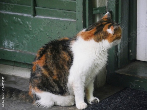 One of the Hemingway cats outside a glass door in Key West, Florida.