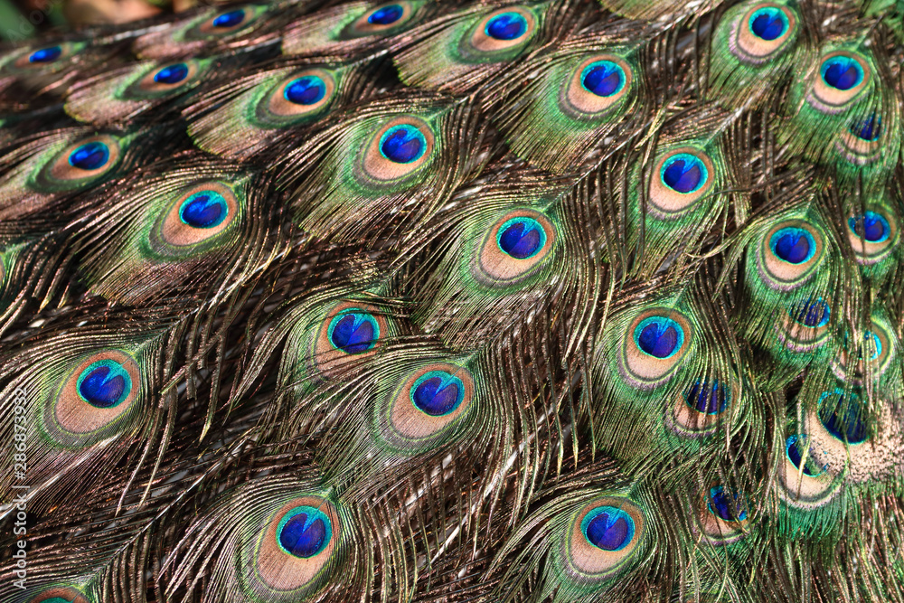 Fototapeta premium Detail on Green peafowl / peacock (Pavo muticus) train (tail) feathers background 