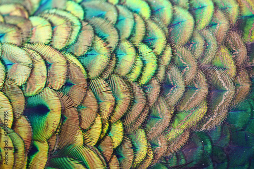 Scale feather of male green peafowl / peacock (Pavo muticus) (selective focus)