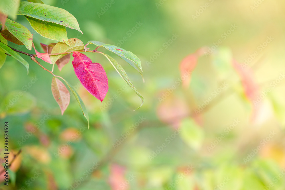 Beginning of autumn. The first yellow and red leaves on a tree. Sunny day. Beginning of autumn. The first yellow and red leaves on a tree. Sunny day.