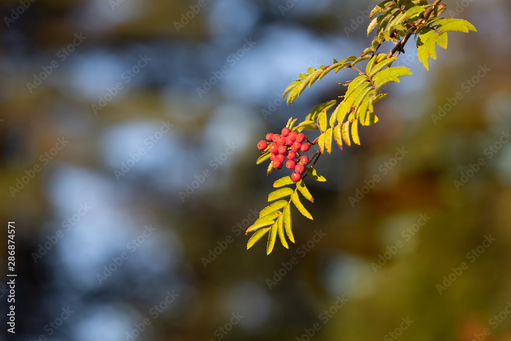Rowan branch on a blurry background with bokeh. Beginning of autumn. Sunny autumn day. Rowan branch on a blurry background with bokeh. Beginning of autumn. Sunny autumn day.