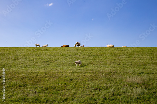 Schafe auf Deich in Friesland